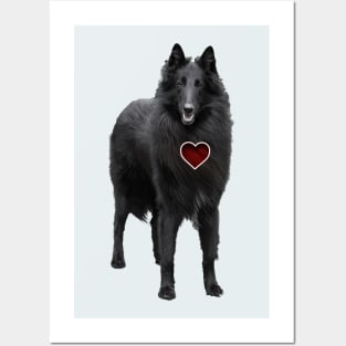 Belgian shepheart Posters and Art